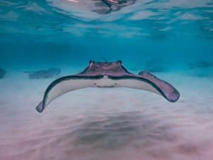 Snorkel in Grand Cayman