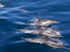 snorkeling in San Diego - SnorkelSeeker